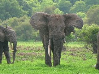Elephants